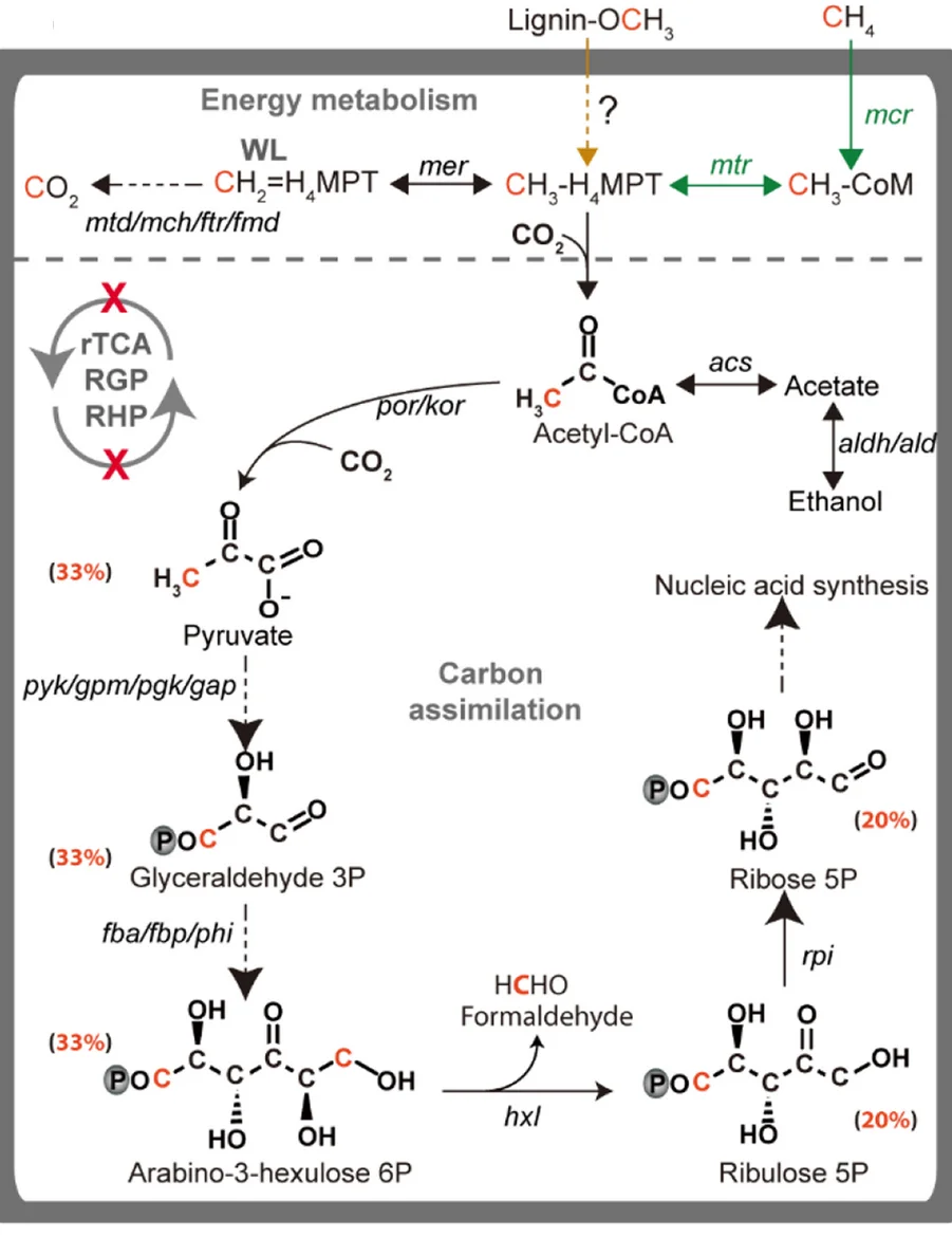 Open access visualization of Workflow, Flowchart, ANME-1, Bathy-8, Carbon Utilization
