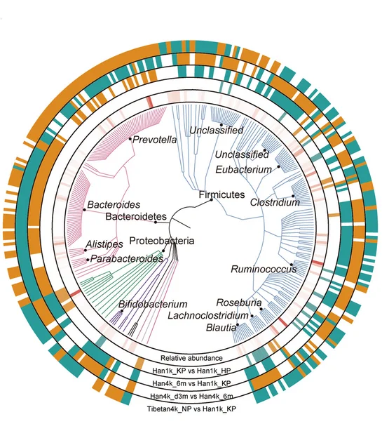 Open access visualization of Network, Chord, Phylogenetic Tree, Differentially Abundant Species, Firmicutes