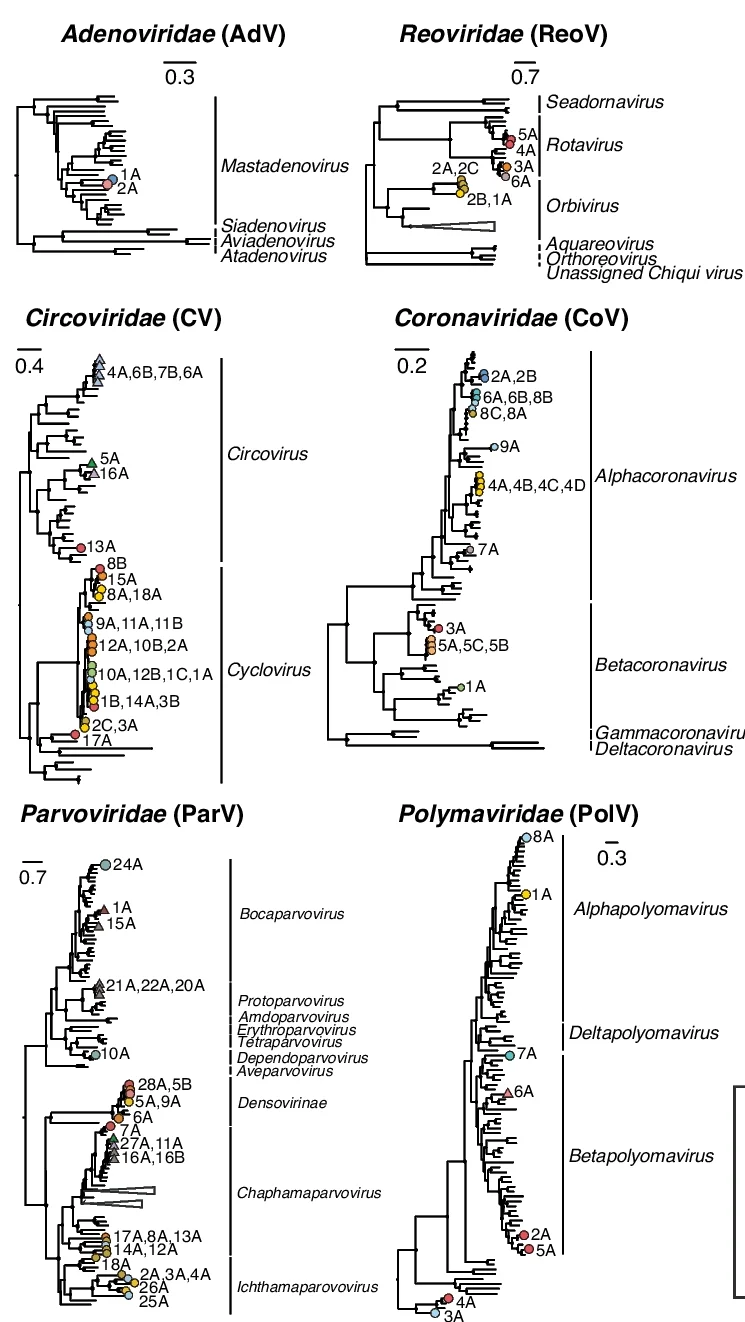 Open access visualization of Network, Pathway, Phylogenetic Trees, Viral Families, Replication-Associated Proteins