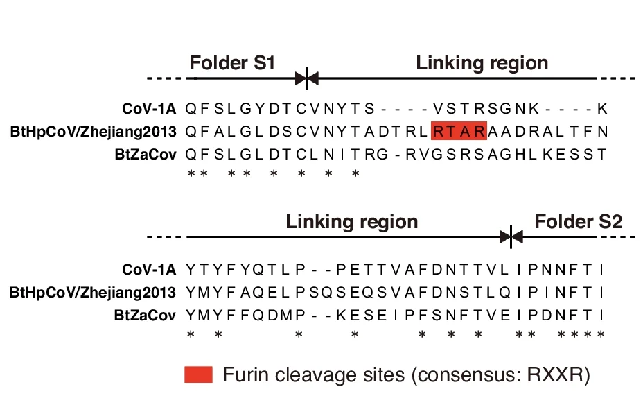 Open access visualization of Illustration, Sequence Alignment, Spike Protein, Hibecoviruses, Furin Cleavage Site
