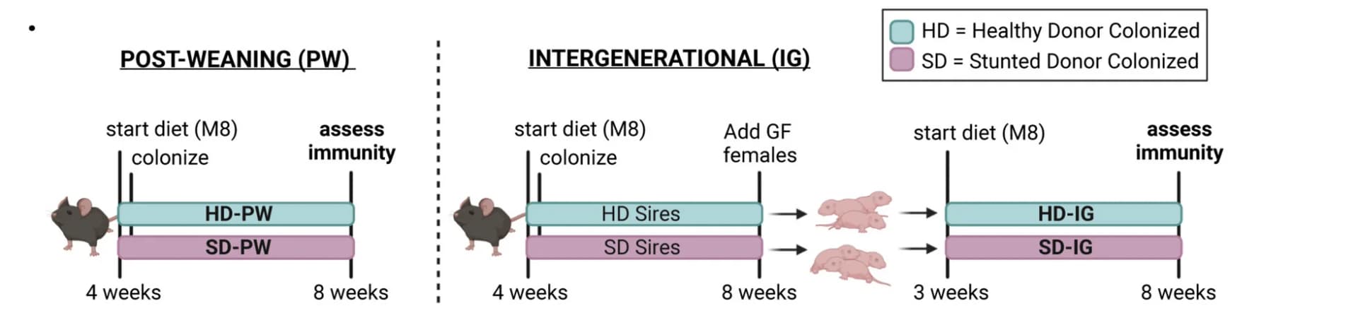 Open access visualization of Workflow, Illustration, Experimental Design, Diet, Murine Model