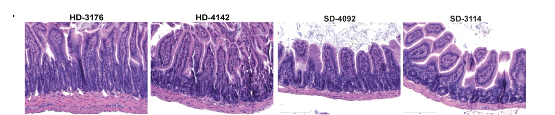 Open access visualization of Microscopy, Villus Length, Muscularis Thickness, Mice, Colonized Mice
