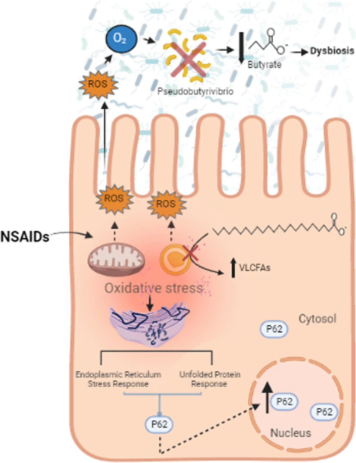 Open access visualization of Workflow, Illustration, Phenylbutazone, GI Tract, Oxidative Injury