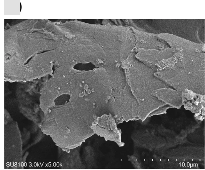 Open access visualization of Microscopy, Scanning Electron Microscopy, MF, Magnification