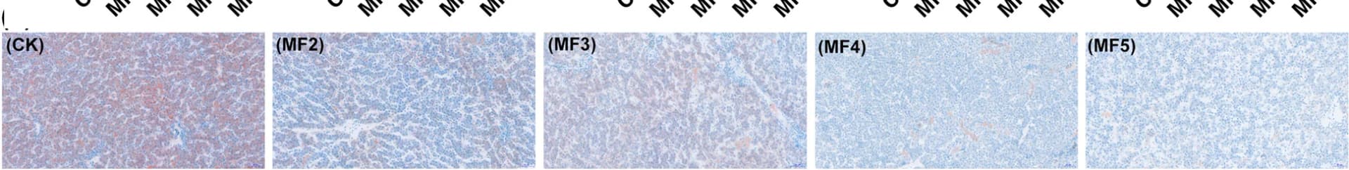 Open access visualization of Microscopy, Light Micrographs, Oil Red Stain, Liver, Laying Hens