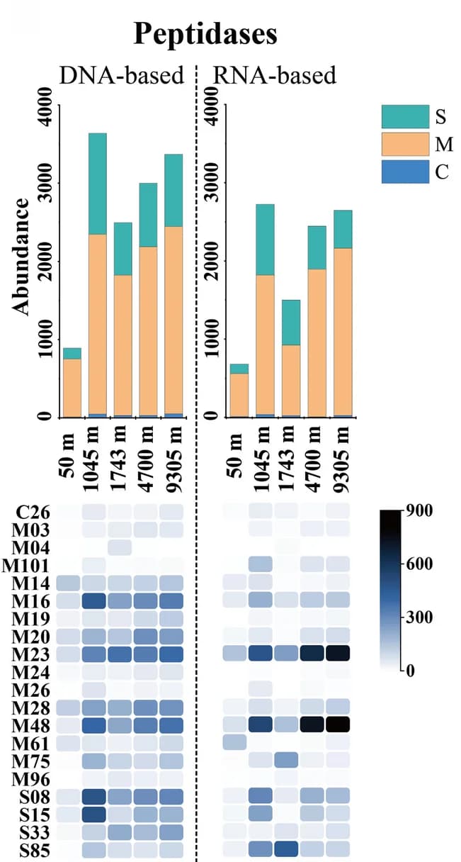 Open access visualization of Stacked Bar Plot, Heatmap, Peptidases, Cysteine Peptidases, Metallo Peptidases