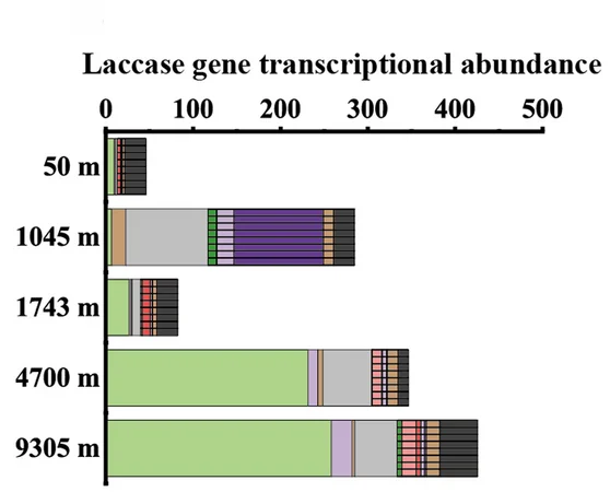 Open access visualization of Stacked Bar Plot, Bar Plot, Laccase, Taxonomic Origin, Gene Transcriptional Abundance