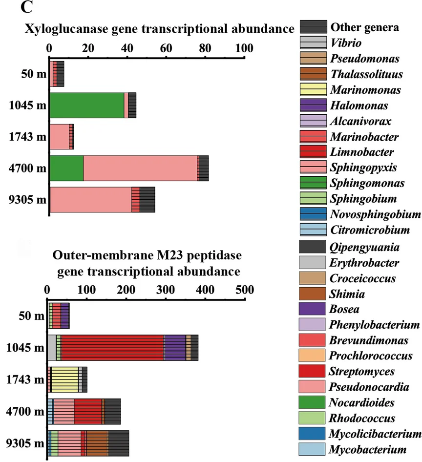 Open access visualization of Stacked Bar Plot, Outer-Membrane M23 Peptidase, Signal Peptides, Taxonomic Origin, Gene Transcriptional Abundance