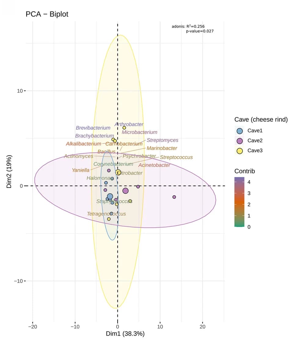 Open access visualization of Scatter Plot, PCA, Principal Component Analysis, Bacterial Genera, Cheese Rind