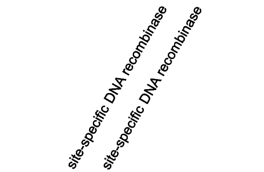 Open access visualization of Illustration, Prophage Genome, Antimicrobial Resistance Gene, ARG, Agathobacter