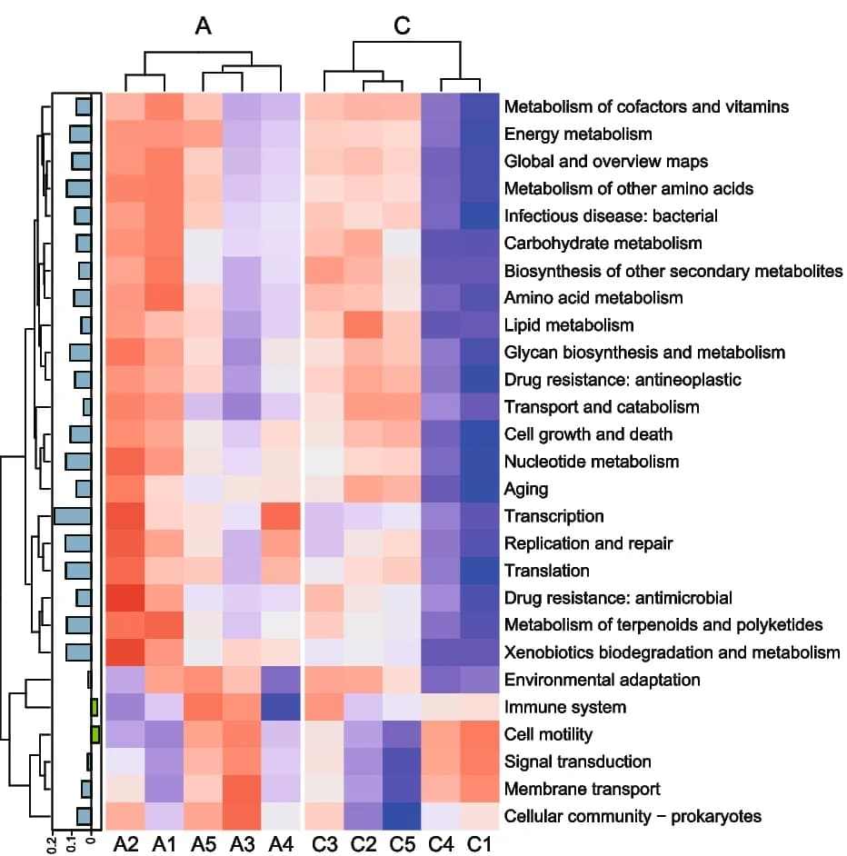 Open access visualization of Heatmap, Clustered, KEGG Pathways, Metabolic Pathways, Metagenomic Sequencing