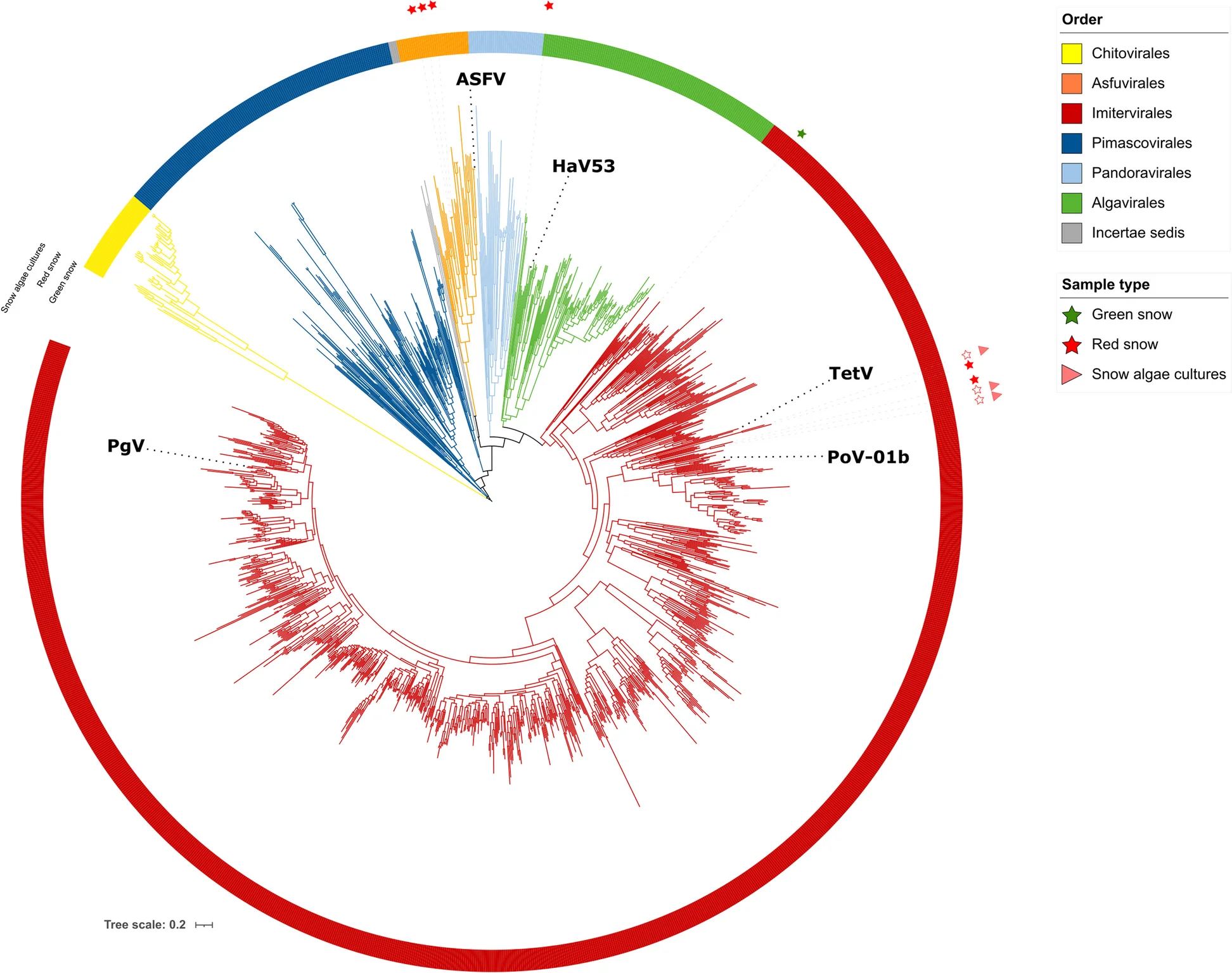 Open access visualization of Network, Phylogenetic Tree, GVMAGs, Asfuvirales, Imitervirales