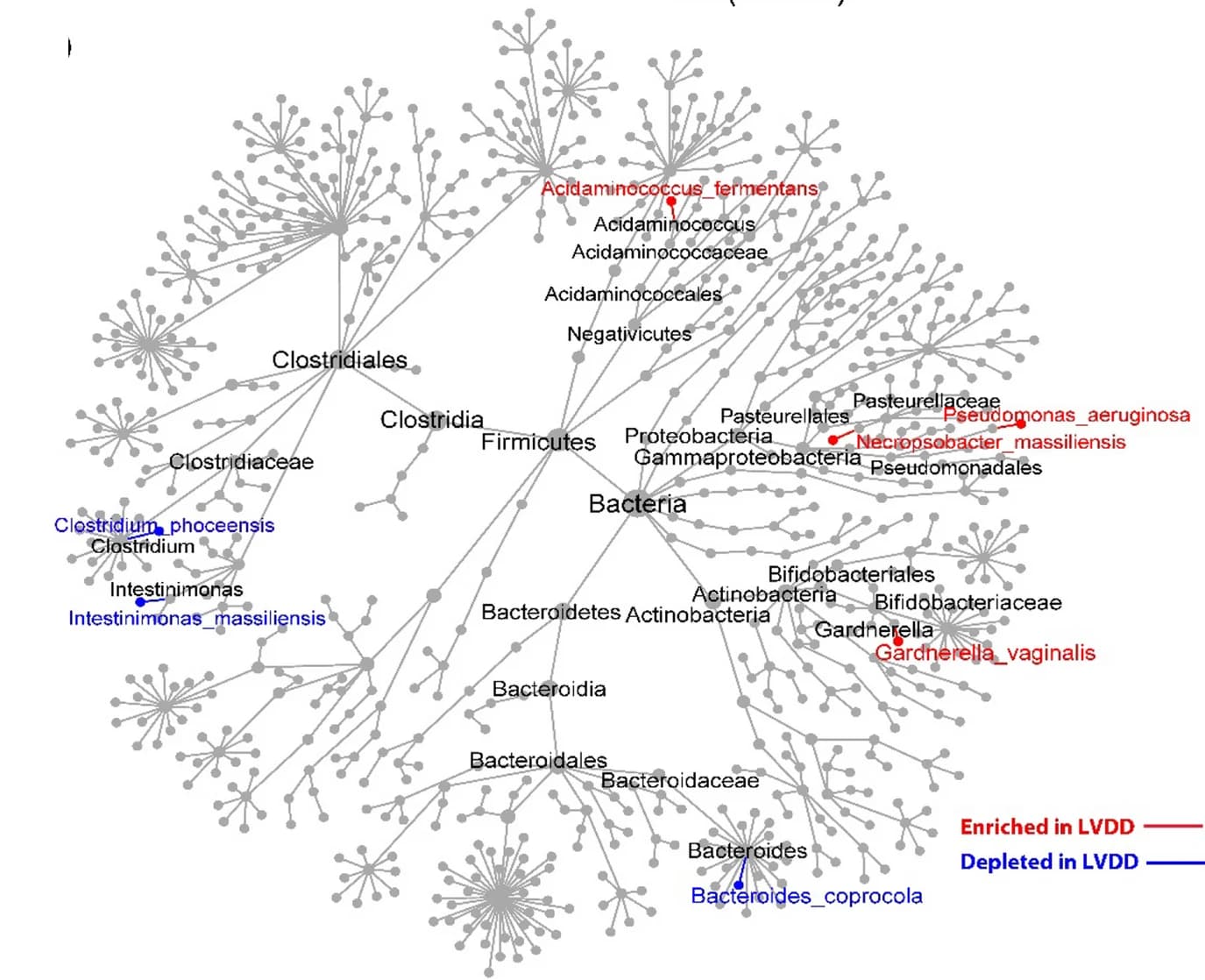Open access visualization of Network, Pathway, Phylogenetic Tree, Gut Bacterial Species, Left Ventricular Diastolic Dysfunction