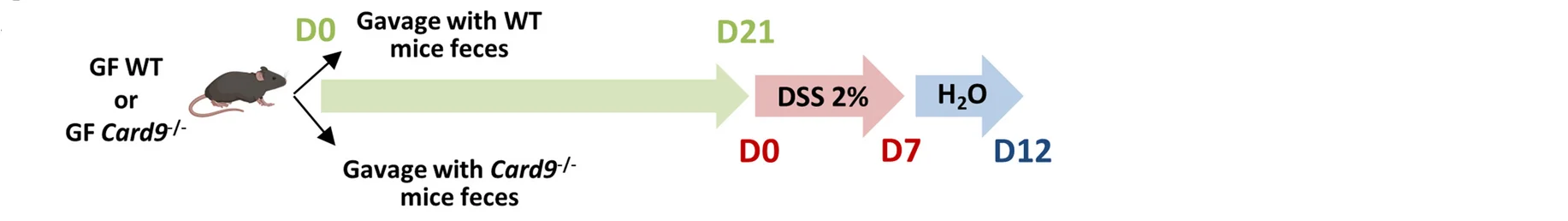 Open access visualization of Workflow, Illustration, DSS-induced colitis, GF WT Mice, GF Card9 -/- Mice