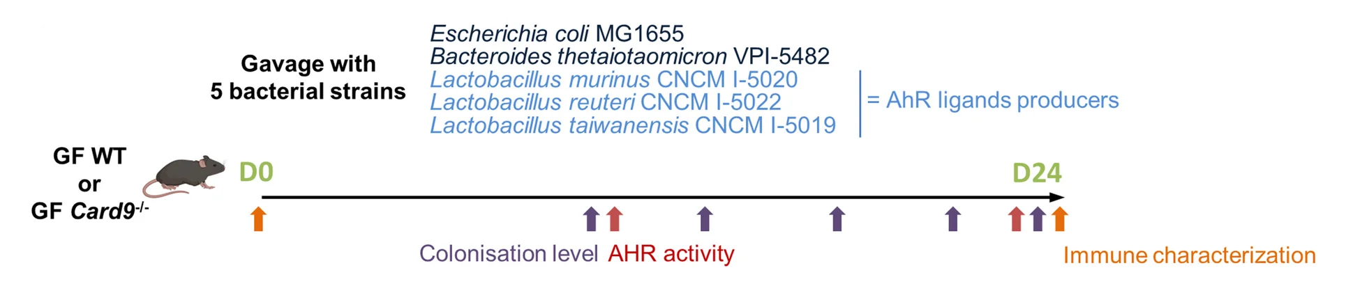 Open access visualization of Workflow, Gavage, GF WT Mice, Card9 -/- Mice, Bacterial Strains