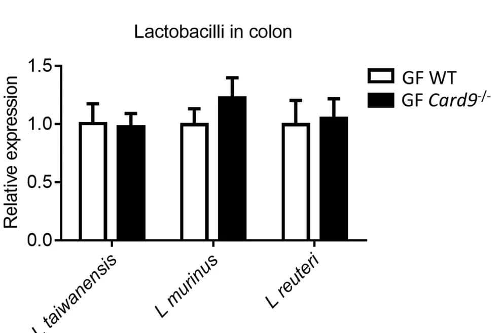 Open access visualization of Clustered, Error Bars, Bar Plot, qRT-PCR, Lactobacillus Strains