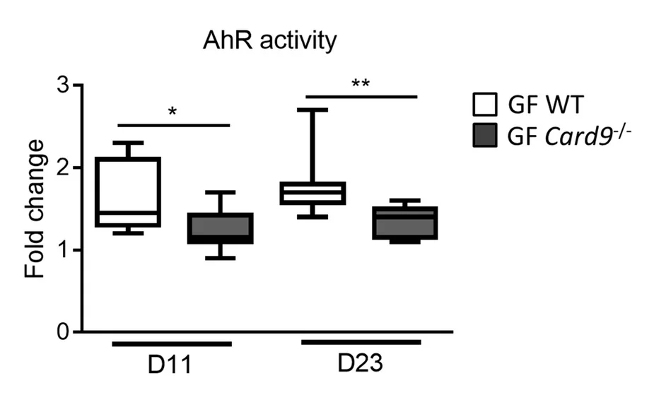 Open access visualization of Box Plot, AhR Activity, Fold Change, Lactobacillus Strains, GF WT Mice