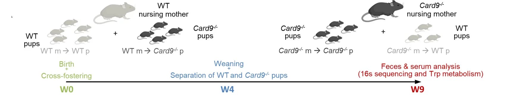 Open access visualization of Workflow, Illustration, Cross-fostering, WT mice, Card9 -/- mice