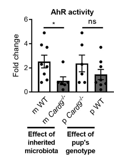 Open access visualization of Bar Plot, Error Bars, AhR Activity Induction, Card9 Gene, Nursing Mother Genotype