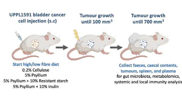 Open access visualization of Workflow, Illustration, Bladder Cancer Cells, Subcutaneous Injection, C57BL/6 Mice