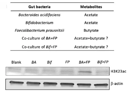 Open access visualization of Gel, Bacterial Supernatants, Coculture, B. acidifaciens, F. prausnitzii