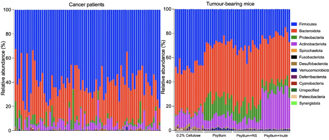 Open access visualization of Stacked Bar Plot, Bacteria, Phyla, Cancer Patients, Mice