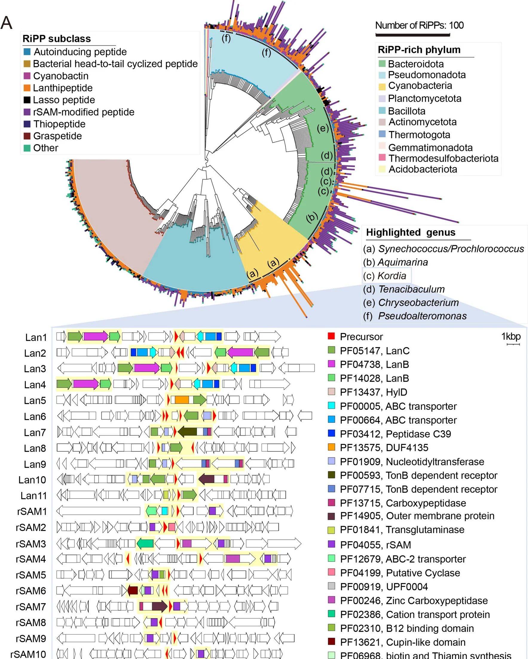 Open access visualization of Bar Plot, Histogram, Network, Workflow, BGCs