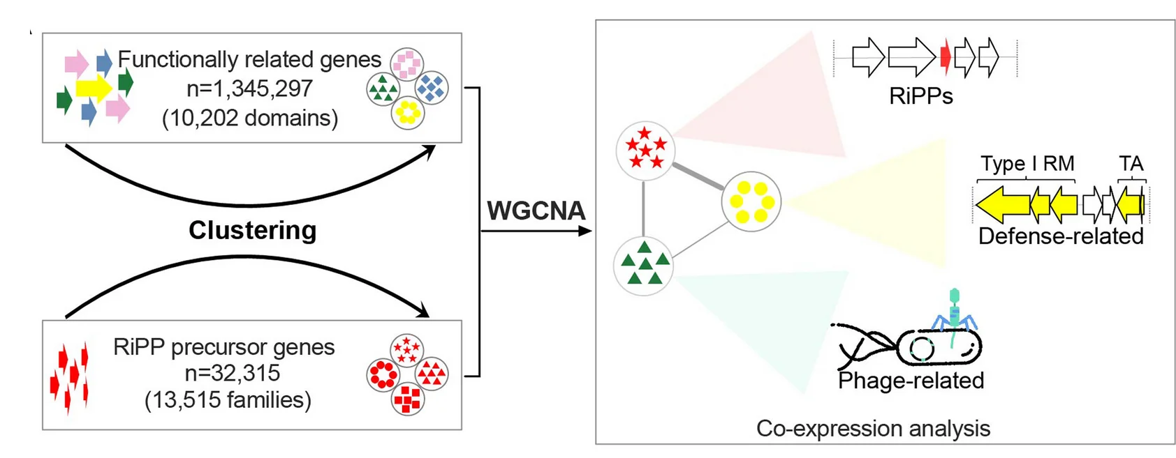 Open access visualization of Workflow, Illustration, RiPP Families, Protein Families, Co-expression Analysis
