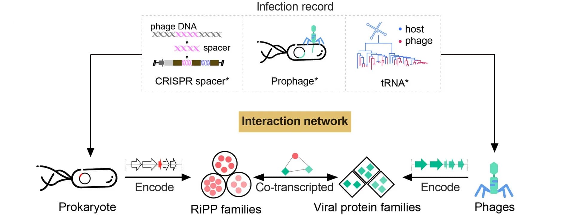 Open access visualization of Workflow, Flowchart, RiPP, Host-Phage Interaction, Prokaryote
