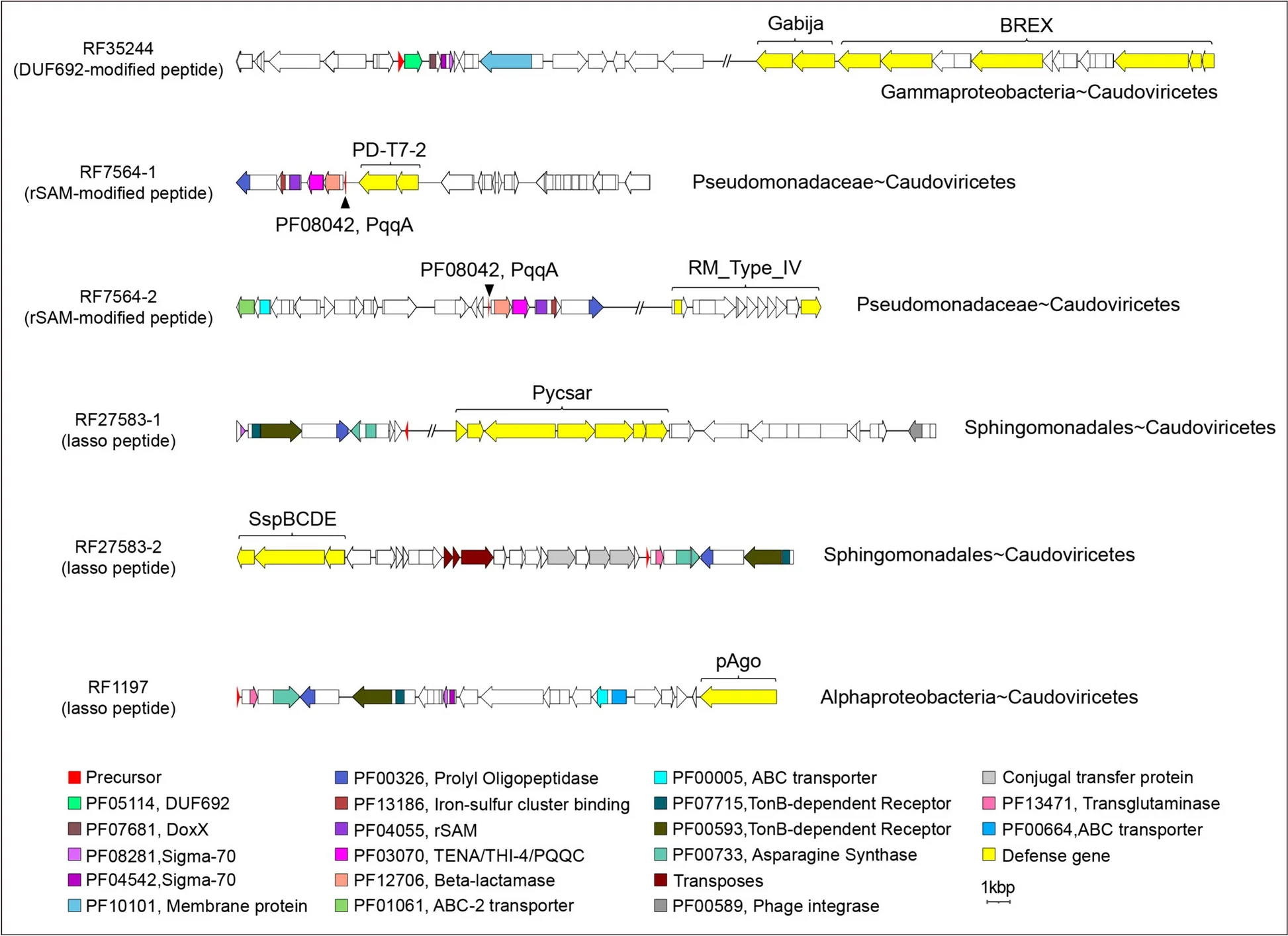 Open access visualization of Workflow, RiPP Families, Prokaryote-Phage Interaction Network, BGCs, Pfam Domains