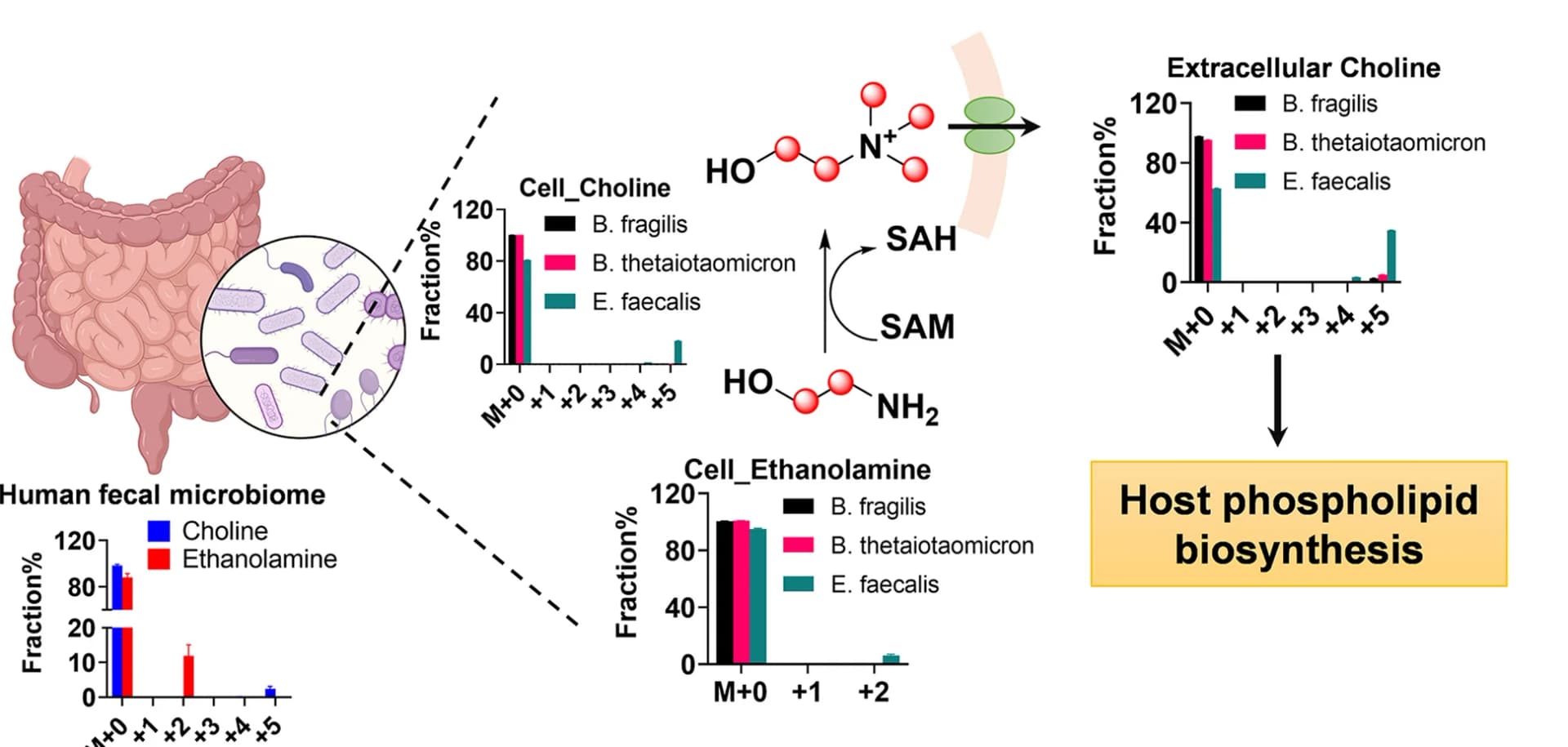 Open access visualization of Bar Plot, Error Bars, Illustration, Ethanolamine, Choline