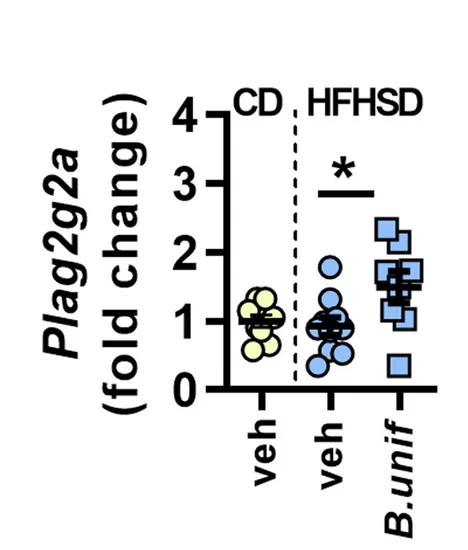 Open access visualization of Scatter Plot, Error Bars, Gene Expression, Plag2g2a, Ileum