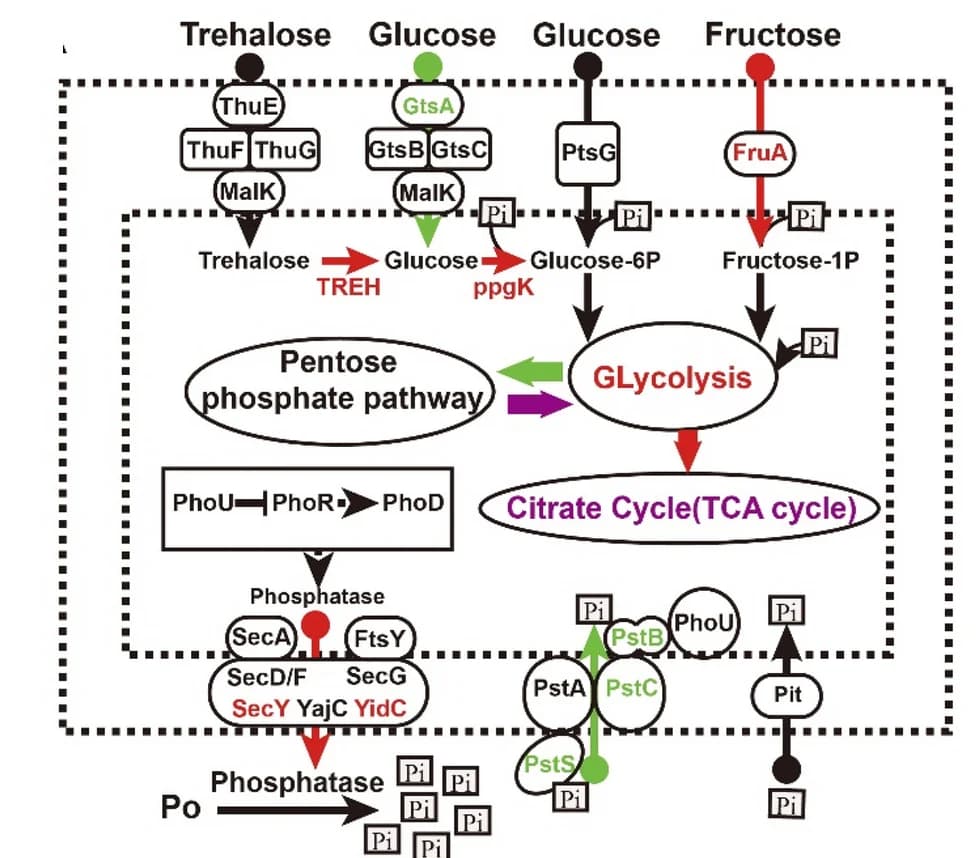 Open access visualization of Workflow, Flowchart, Illustration, Carbohydrate Metabolic Pathways, Phosphate Metabolic Pathways