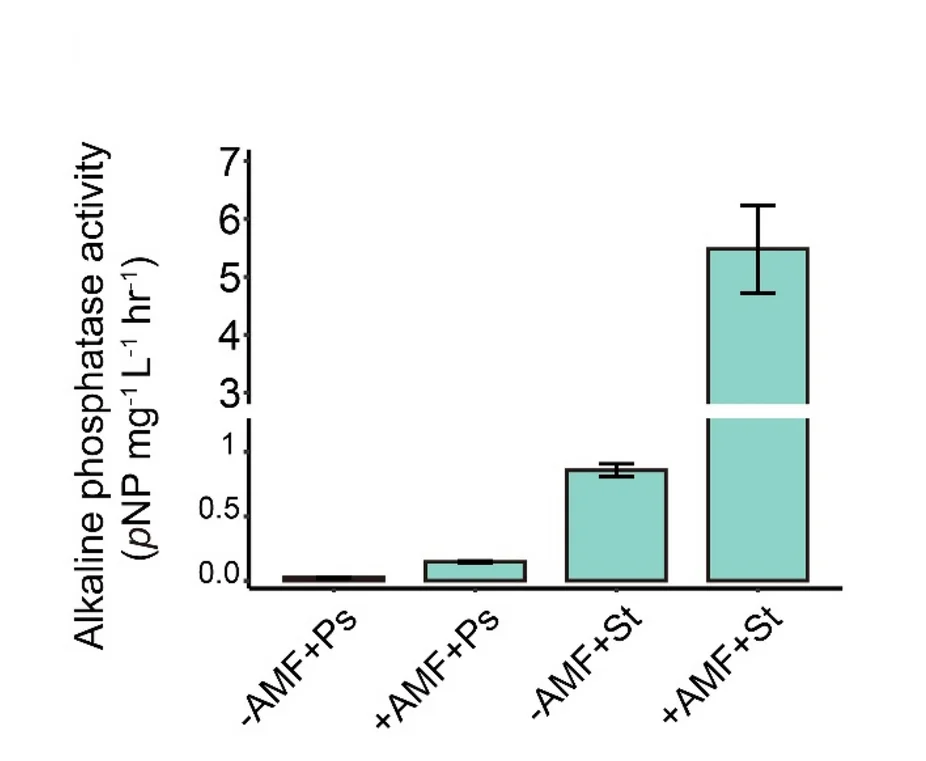 Open access visualization of Bar Plot, Error Bars, Alkaline Phosphatase Activity, Streptomyces sp. D1, Pseudomonas sp. H2