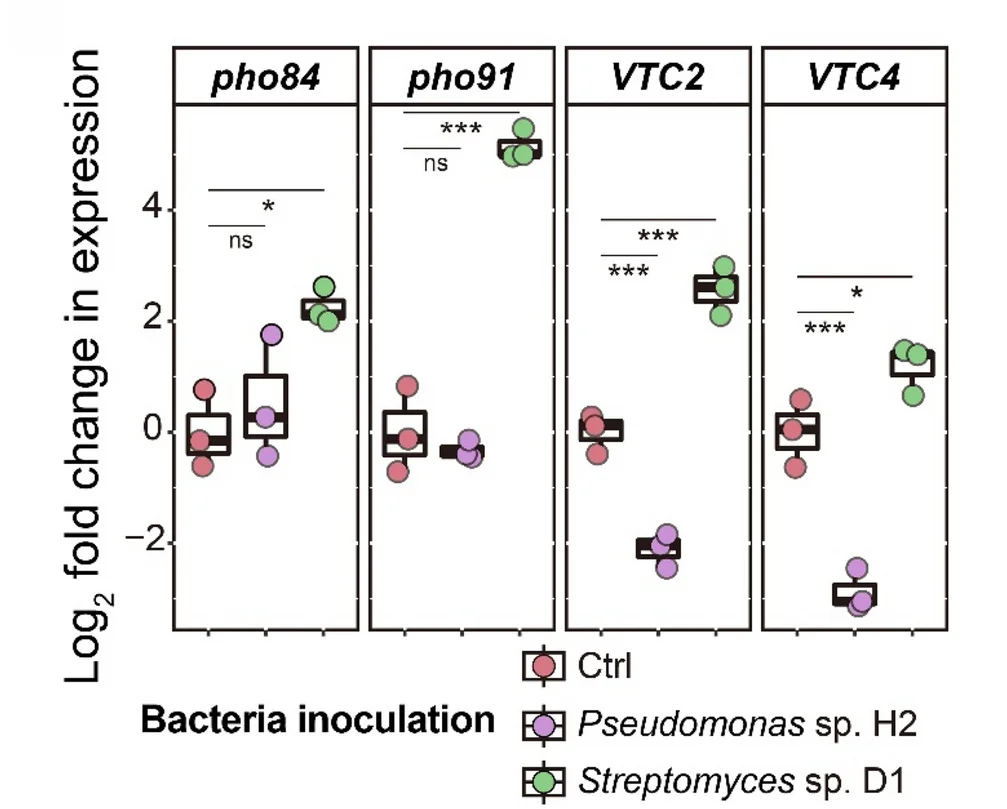 Open access visualization of Box Plot, Scatter Plot, Gene Expression, Pho84, Pho91