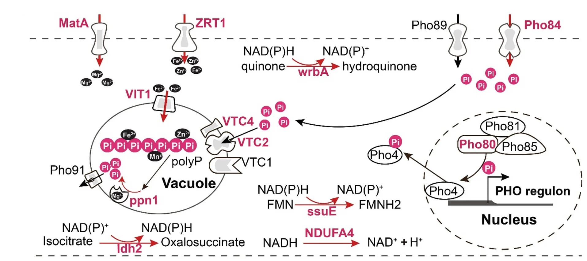 Open access visualization of Workflow, Illustration, Up-regulated Genes, Rhizophagus irregularis MUCL 43194, Phosphate