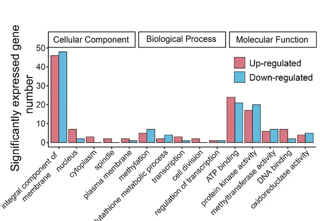 Open access visualization of Bar Plot, Clustered, Differentially Expressed Genes, Cellular Components, Biological Processes