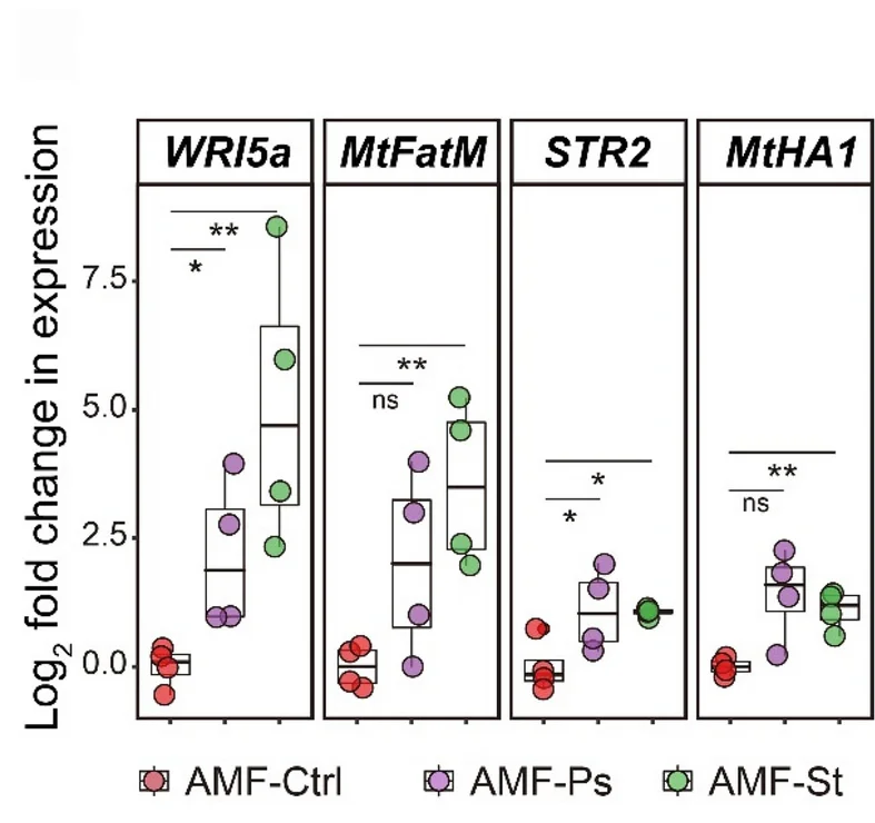 Open access visualization of Box Plot, Scatter Plot, Gene Expression, WRI5a, MtFatM