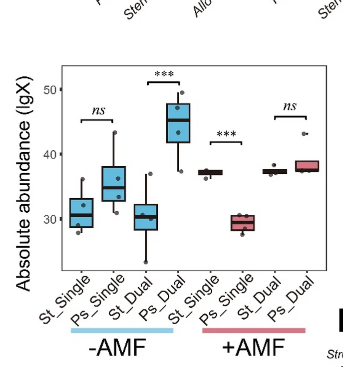 Open access visualization of Box Plot, Scatter Plot, Abundance, Streptomyces sp. D1, Pseudomonas sp. H2