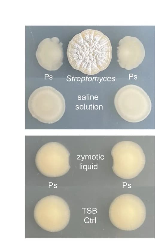 Open access visualization of Microscopy, Impact, Streptomyces sp. D1, Zymotic Liquid, Pseudomonas sp. H2