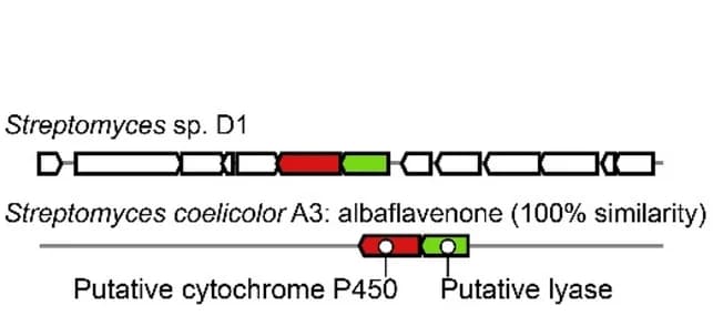 Open access visualization of Illustration, Albaflavenone, Biosynthesis, Gene Cluster, antiSMASH6