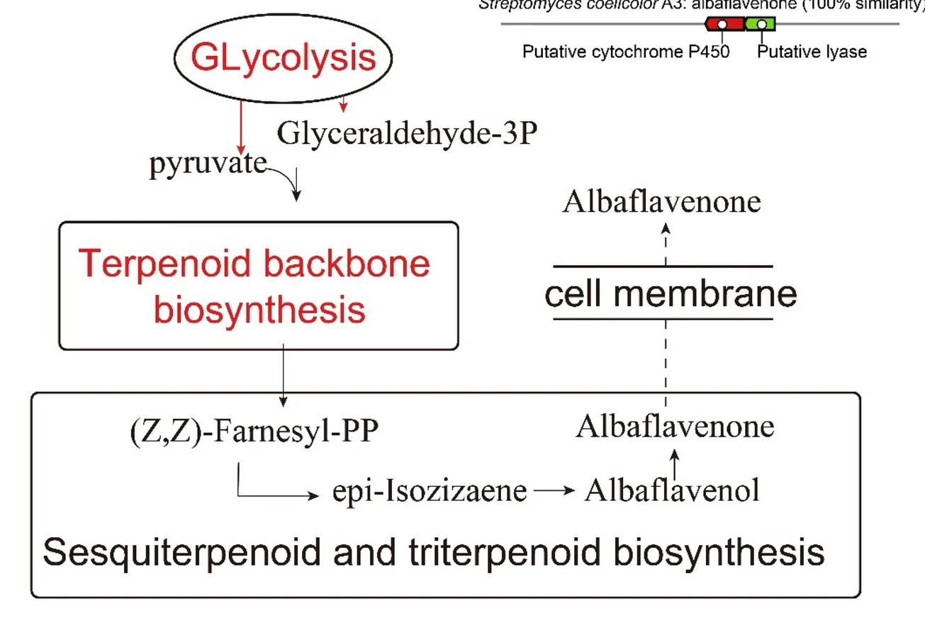 Open access visualization of Workflow, Flowchart, Reconstruction, Streptomyces sp. D1, Terpenoid
