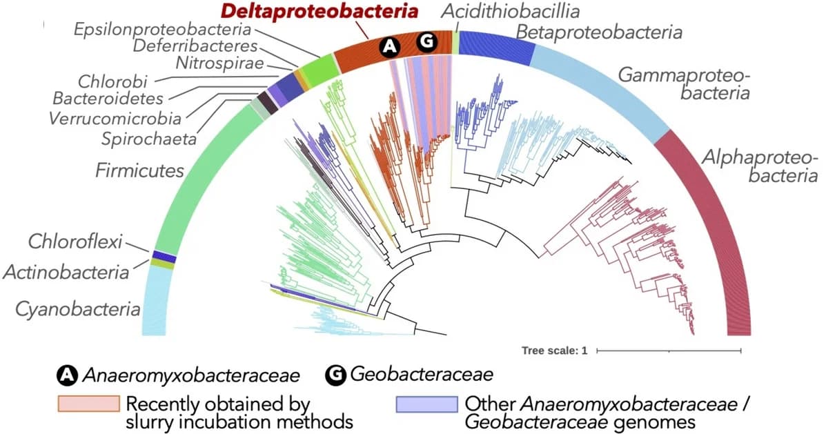 Open access visualization of Network, Pathway, Phylogenetic Tree, Diazotrophic Bacteria, Nitrogenase