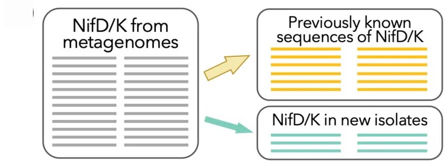 Open access visualization of Workflow, Flowchart, Nitrogenase Gene, Metagenomes, NifD/K Sequences