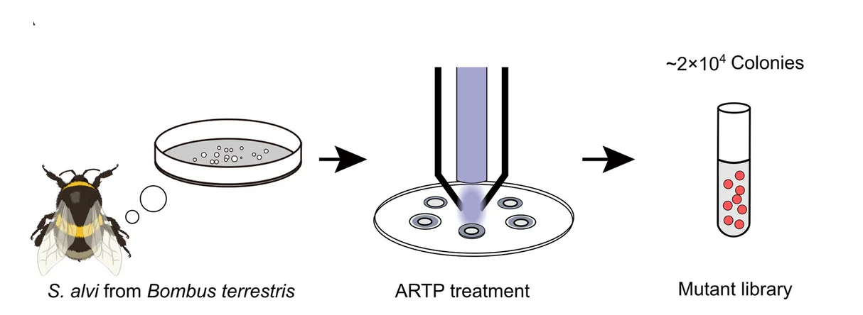 Open access visualization of Workflow, Mutant Library, ARTP, Biological Breeding System