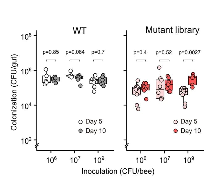 Open access visualization of Box Plot, Scatter Plot, Bacterial Loads, Bee Individuals, Inoculation Levels