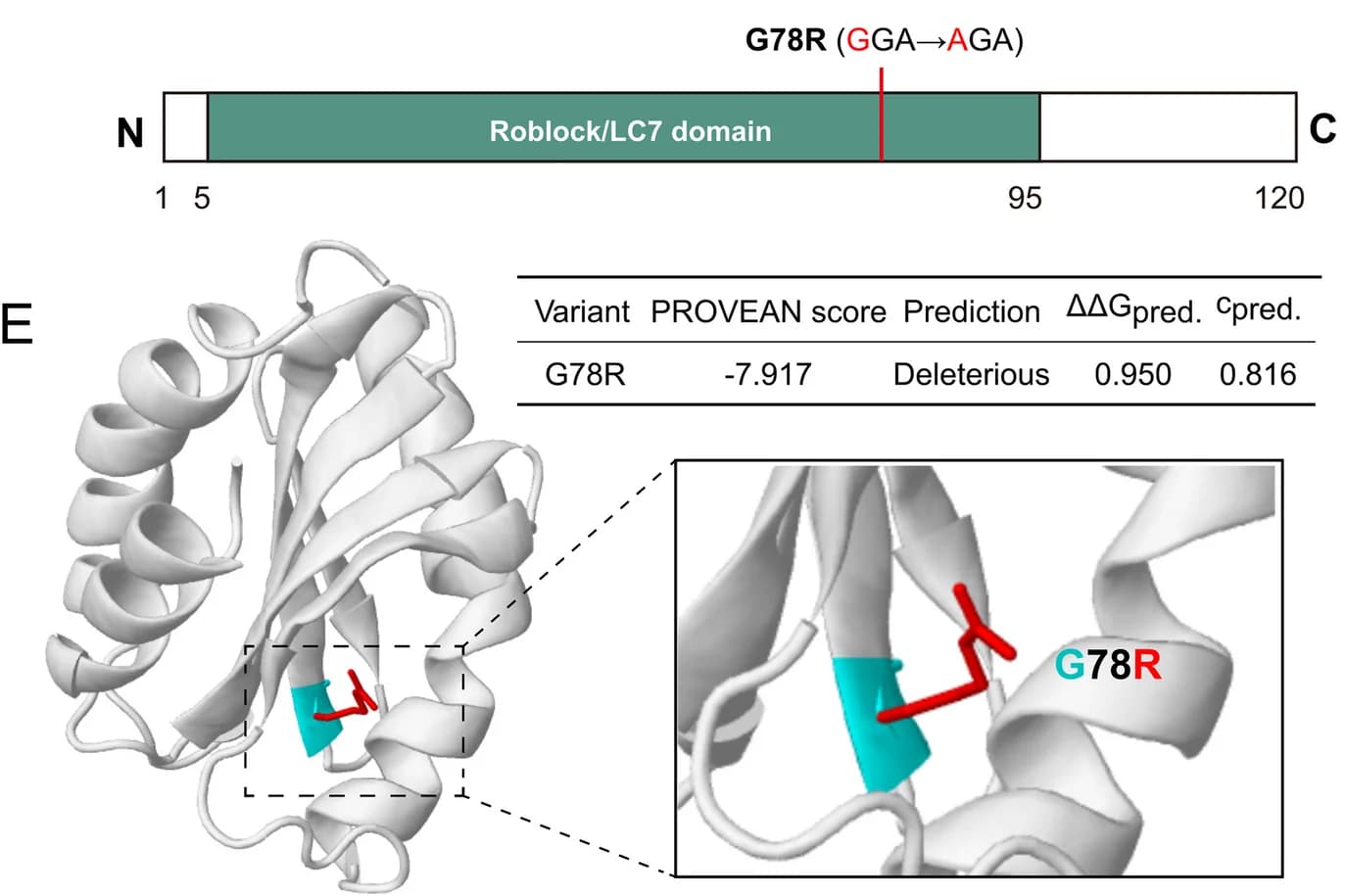 Open access visualization of Protein Structure, Illustration, Table Image, Protein Architecture, MglB