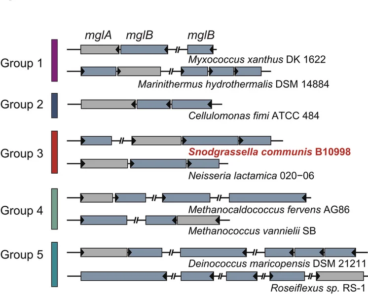 Open access visualization of Workflow, Illustration, Mgl Operon, Bacterial Groups, Phylogeny