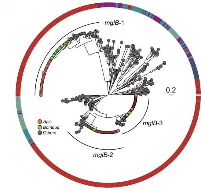 Open access visualization of Network, Bar Plot, Maximum-Likelihood Phylogeny, MglB, Snodgrassella Strains