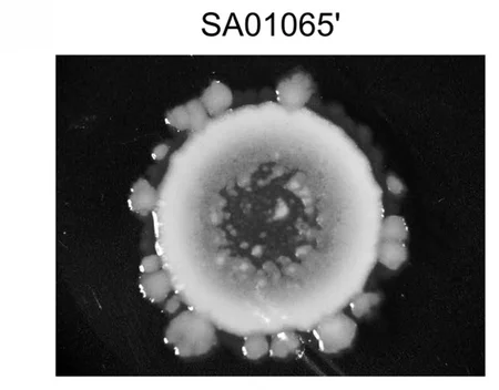 Open access visualization of Microscopy, Colony Expansion Assay, Mutant
